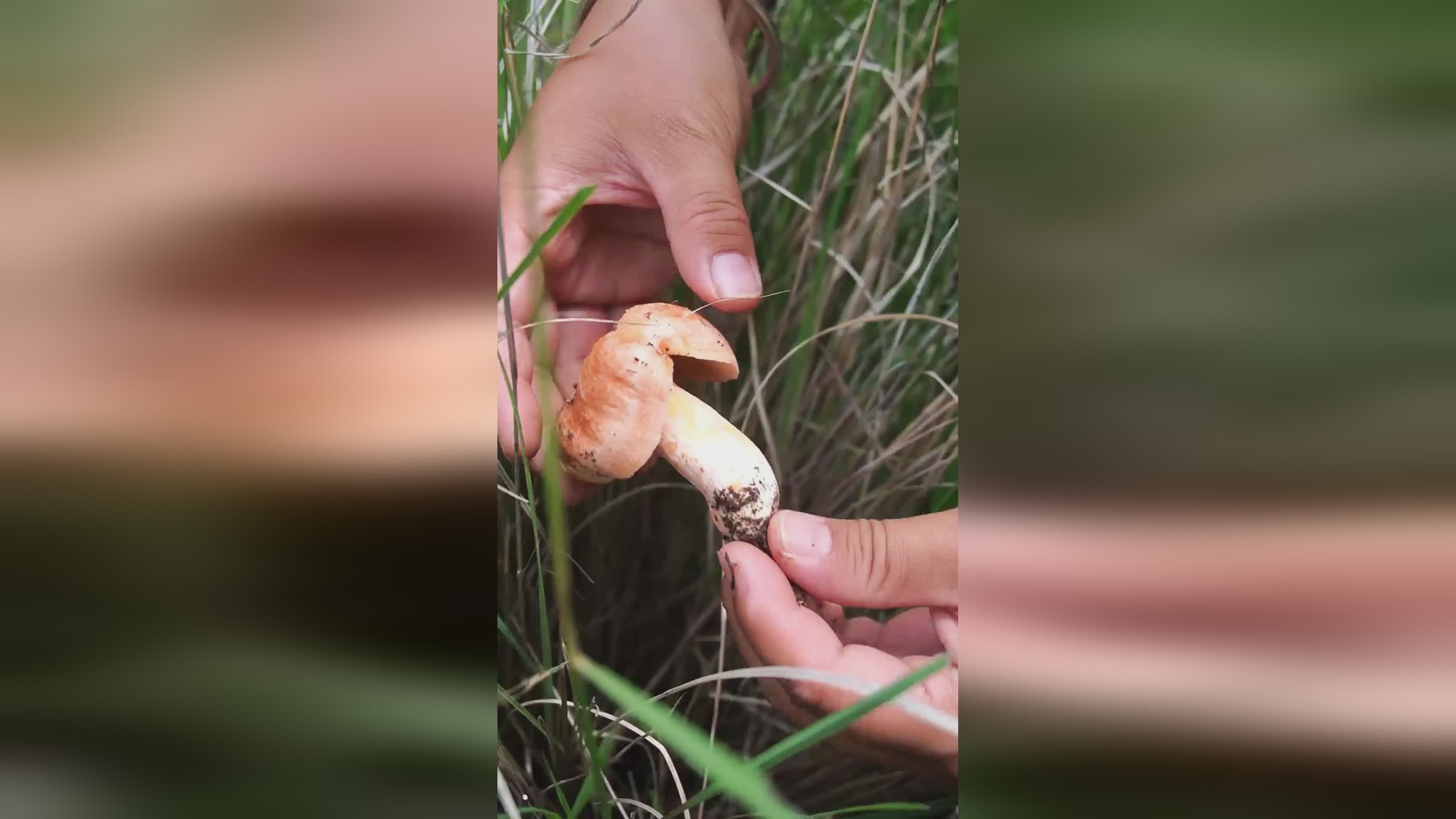 网红生吃见手青 称小小蘑菇不在话下